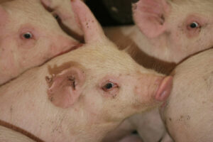 Precision pig feeding lowers farm cost, greenhouse gas emissions