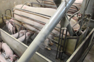 Estrategias nutricionales y de manejo de alimentación para mitigar el estrés por calor en cerdas lactantes